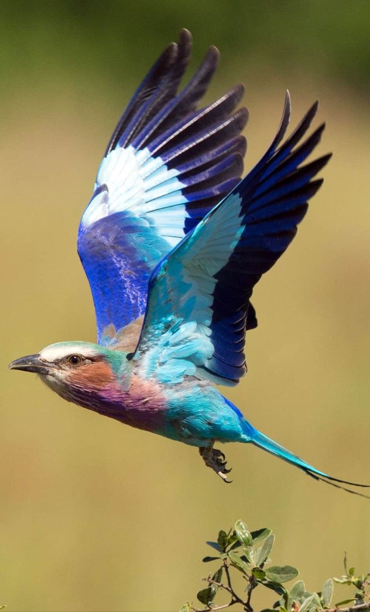 Birdwatching Paradise